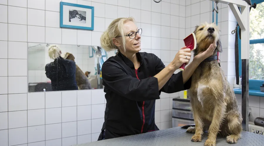 Vrouw borstelt een middelgrote hond in een trimsalon